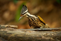 Datel zlatohrbety - Dinopium javanense - Common Flameback o4021